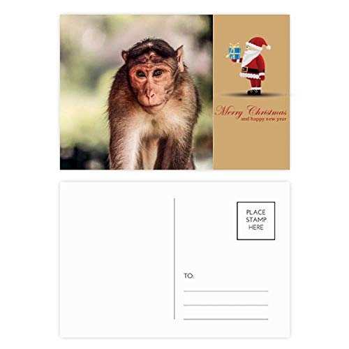 Cartes postales Singe Terrestre lot de 20 à offrir aux amateurs de papeterie