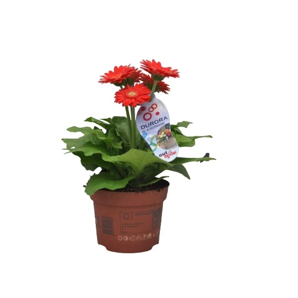 Gerbera Natural Planta Viva con Flores de Colores de Cultivo Exte...