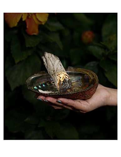 Incense Smudging Kit - 3 California White Sage Incense Smudging Wands Salvia Apiana With Natural 5-6 In Abalone Shell, Kit Includes Wooden Cobra Tripod Stand - Sage Insense,Inscent Sticks-4" Length #TOP4