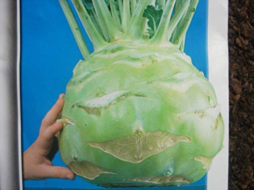 seedsown Gigante Ruso Semillas colinabo - XL Tamaño raíces hasta 5 Kg