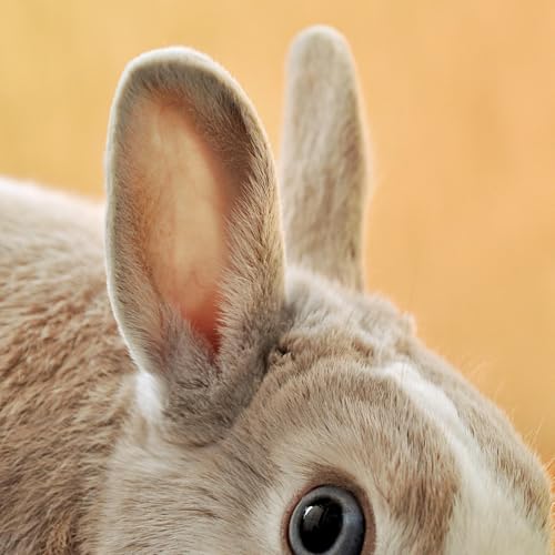 Wo sich Fuchs und Hase "Gute Nacht" sagen