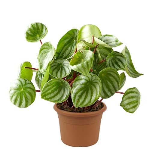 Peperomia Sandía PREMIUM Plantas con Hojas de Melón