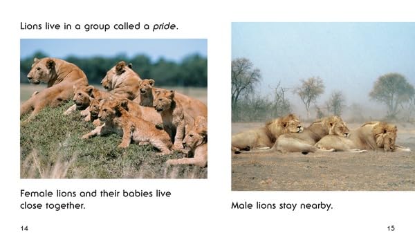 Image of African Lions (Pull Ahead Books ― Animals)
