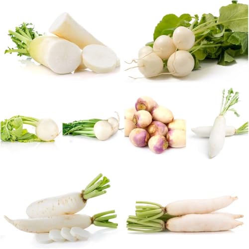 semillas de rábano - semillas de nabo rábano jardín decoración balcones - Serie raras orgánicas 350pcs