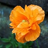 Grow Your Secret Garden