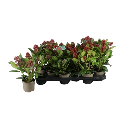 Planta Natural Skimmia|Ideal para Decoración Interior y Exterior