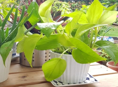 Image of Golden Pothos Money Plant, Live Indoor Air Purifying Plant with White Pot, (Pack of 1).A6