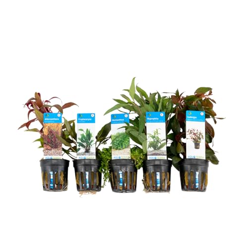 Bloomique mix van 5 aquariumplanten