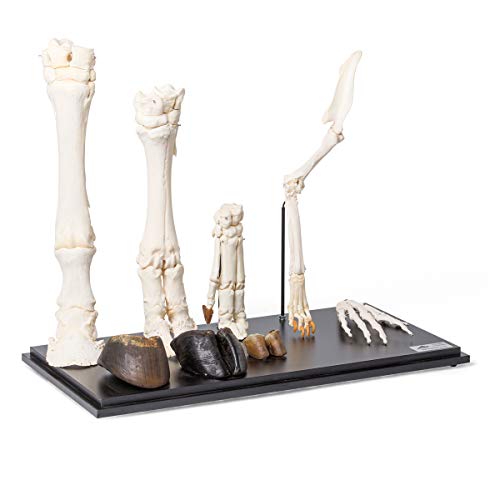 Image of 3B Scientific GmbH T300242 Comparison of Mammals Fore Limbs