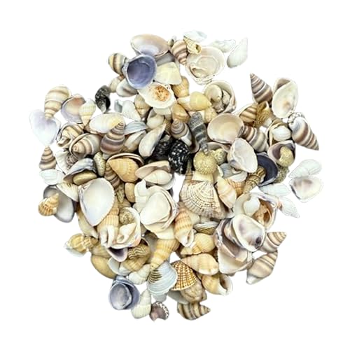 Galenecx 200 g conchas mistas, mar decoração cacacachos marinhas naturais, concha decorativa sem perfuração, concha de praia, para decoração de casa, enchimento de vaso de aquário