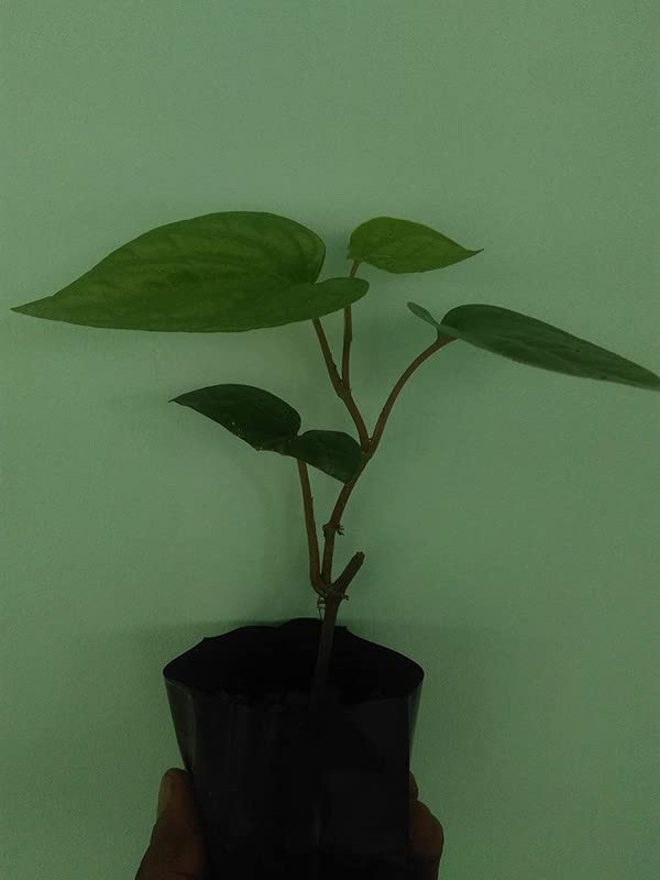 Sundhi Plant Greeen Earth Pan Betel Leaf (Magai Paan) Live Plants ...