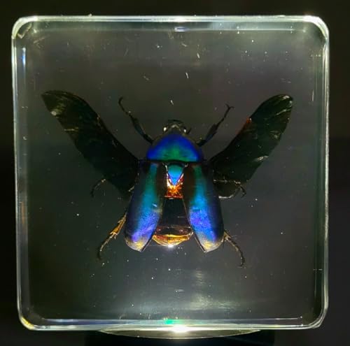 Image of 2.9 inch Green Blue Rose Chafer Beetle w /Open Wings in Crystal Clear Lucite Resin Paperweight Specimen Preserved Rhomborrhina Sesplendens Insect Taxidermy Collection Biology Science Education Display