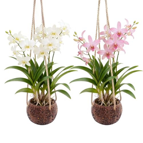 WUEURU 2Pcs Coconut Hanging Orchid Pot with Rope Hanging Orchid Basket for Small Orchids Coconut Planters for Home Garden Yard Patio Tree Indoor Outside Decorations