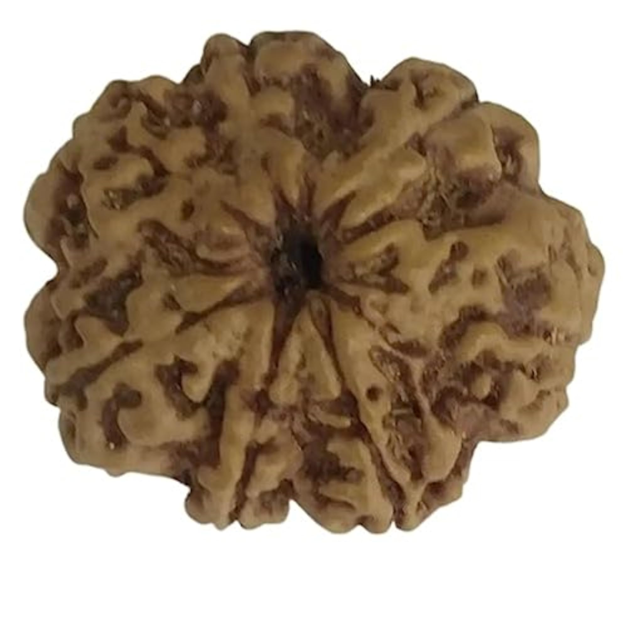 6 Mukhi Spiritual Healing Loose Seed, Nepali
