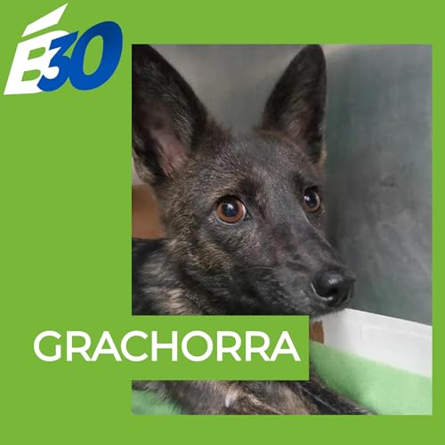 Grachorra