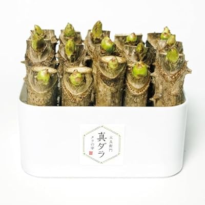 【国産 山菜】簡単!西根の森 タラの芽 栽培キット 15本入り| たらの芽 タラノメ たらのめ 宮城県産 室内 冬 春 面白い 子供 (1セット)