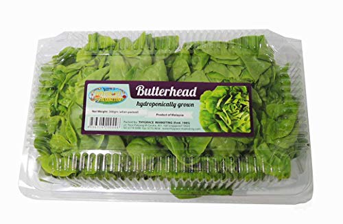 Thygrace Butterhead Lettuce 300g