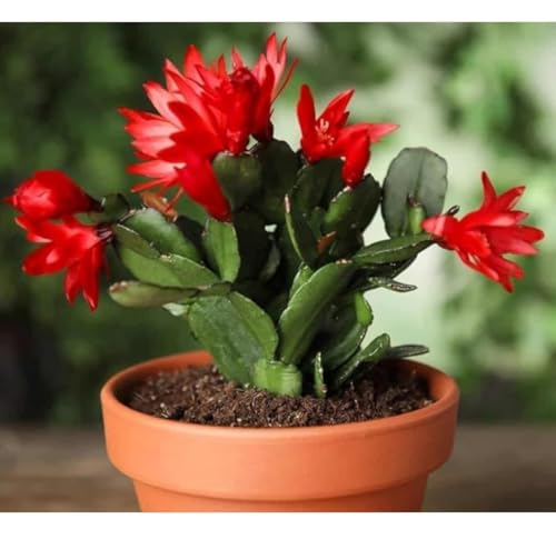 Red Flowering Cactus Plant, Live Succulent with Vibrant Blooms, Terracotta Pot