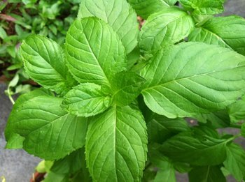 See full amazon price history chart for Seedscare Basil-Lemon Flavor Leaves, 100 Seeds Seedscare Basil-Lemon Flavor Leaves, 100 Seeds (B01DR0QKPI) Amazon Price History, Amazon Price Tracker