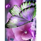 BackQCpack Runde Diamant Malerei Schmetterling 5D DIY Diamant Stickerei Tiere Kreuzstich Kit Home Decor-3 30 x 40 cm / 12 x 16 Zoll