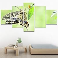 SIGNWIN 5 Panel Canvas Wall Art Birds Butterfly Closeup Colorful Contemporary Home Office Modern Art Multicolor Photography for Home Decorations Ready to Hang - 60