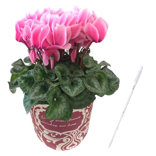 花のギフト社 シクラメン ギフト プレゼント 花 鉢植え 鉢花 水分計 5号鉢 リップス ピンク