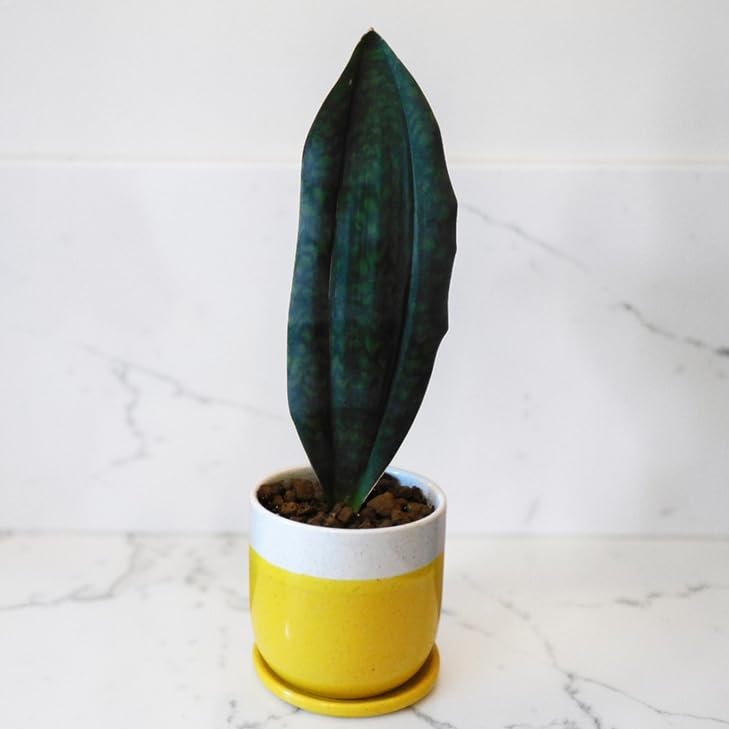 Amazon｜観葉植物 サンスベリア マッソニアーナ Sansevieria Masoniana