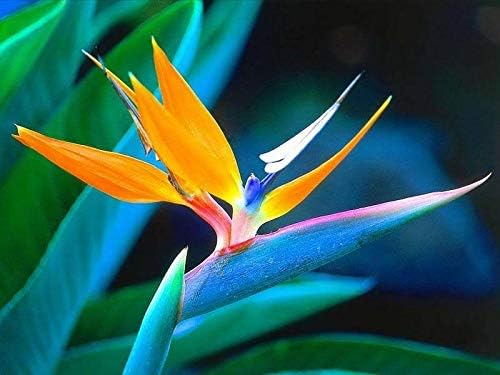 Mallowwort Tropical Bird of Paradise Malva - Strelitzia Reginae Flower Jocad (5 Semillas)