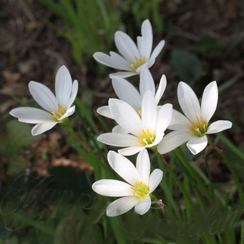 [World Fantasy Garden] 球根苗 ゼフィランサス カンディダ 1鉢 3.5号 3球植え 【お届け中】 WFG レインリリー 花苗 植えっぱなし 夏に咲く ガーデニング 花壇 鉢植え 寄せ植えのサムネイル