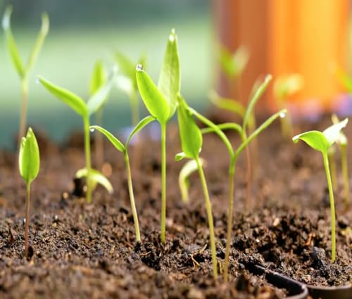 Image of Chilli Seeds inchHybrid inch For Home Gardening and Planting Organic inchChilli Seeds inch for Kitchen Garden, High Germination Rate, By Gromax India (Green Chilly)