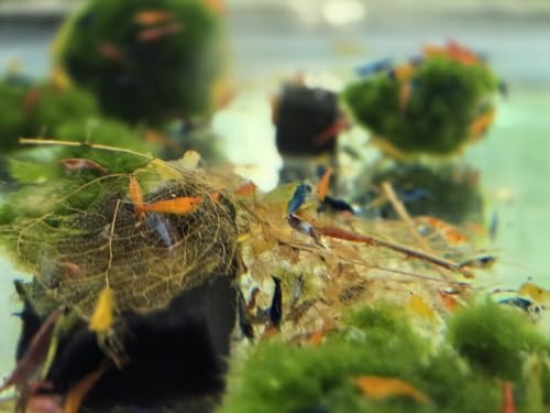 Image of Swimming Creatures Freshwater Aquarium Shrimp - A Perfect Combo to Brighten Your Aquarium! (20 Mixed)