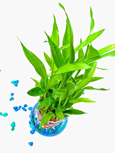 Image of PlantaZee Samrat Nursery Prime 2 Layer Lucky Bamboo Plant with Big Round Glass Pot with Color Jelly /Crystal Ball (Green)