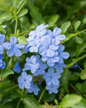 Plumbago Zeylanica Flower Plant Rare Plant one healthy live plant (B0BBSMYB9F) Amazon Price History, Amazon Price Tracker