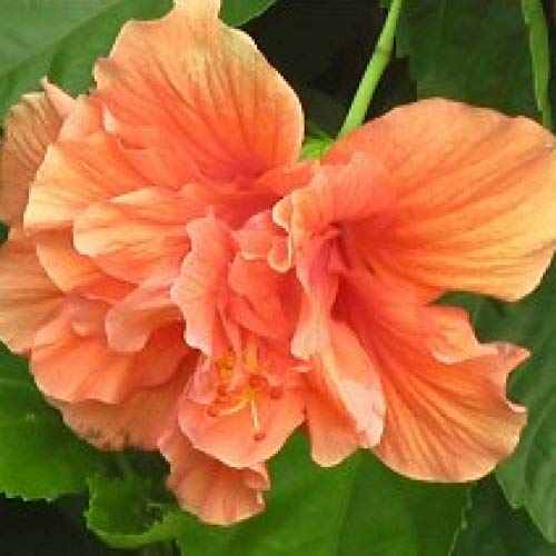 See full amazon price history chart for Mphmi Nursery Delhi NCR Hibiscus Orange Double Plant - Jaswand, Gudhal Mphmi Nursery Delhi NCR Hibiscus Orange Double Plant - Jaswand, Gudhal (B0B5M6V98D) Amazon Price History, Amazon Price Tracker
