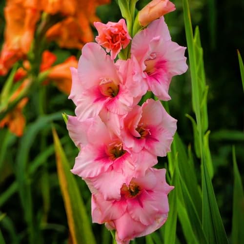 Bulbo De Gladiolo-Gladiolos Bulbos,Planta De Gladiolos,Gladiolus Tristis,Flores Ornamentales-8Bulbos-c