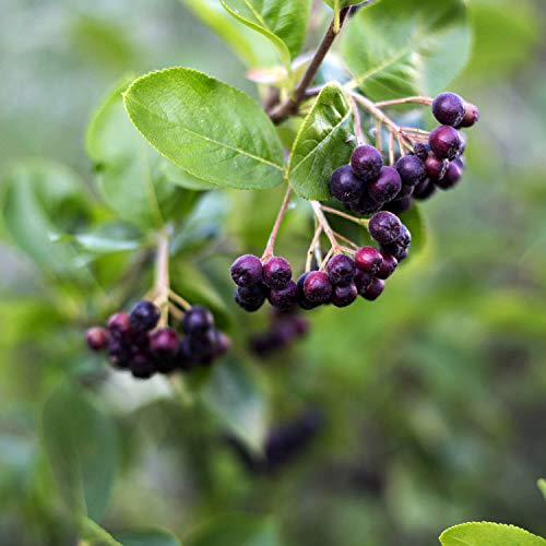 Aronialand Aronia Strauch Sorte Nero