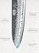 Imagen de HOSHANHO Cuchillo de Cocina Gyuto