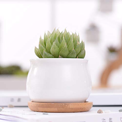 image for Brajttt Succluent Pots ，Small Flower Pots Planter Pots with Drinage,