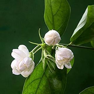 Hot White Jasmine Flower Seeds Fragrant Plant Arabian Jasmine Seeds Bonsai Potted Plants for Home & Garden 20 pcs/bag