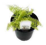 FlowerPotNursery Blonde Boston Fern Nephrolepis exaltata Blonde 4" Pot