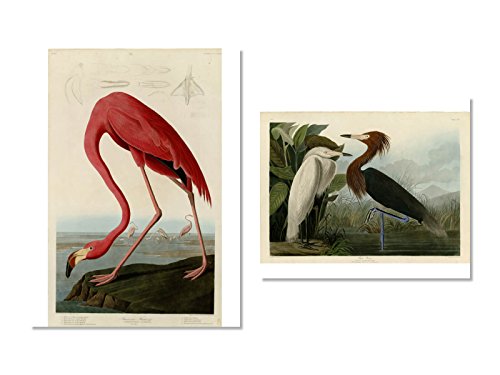 Wish Pub - Set Of 12 Unframed Bird Fine Art Prints, John James Audubon, 8X10 Inch #TOP6