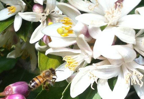 1279-Dwarf Rough Lemon Tree (Citrus Jambhiri Lush.) Seeds By Robsrareandgiantseeds Upc0764425789413 Non-Gmo,Organic,Historic Plants,1279 Package Of 5 Seeds #TOP7