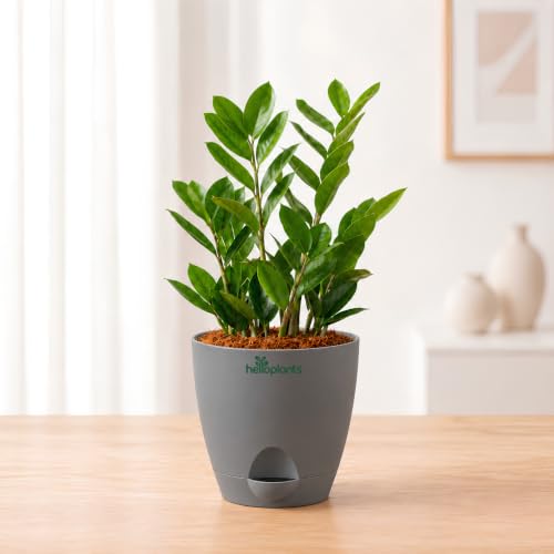 Image of Zamia Green ZZ Plant Zamioculcas Zamiifolia Indoor Live Plant Air-Purifying Decor for Office and Home in a 4-Inch Self-Watering Matte Grey Pot