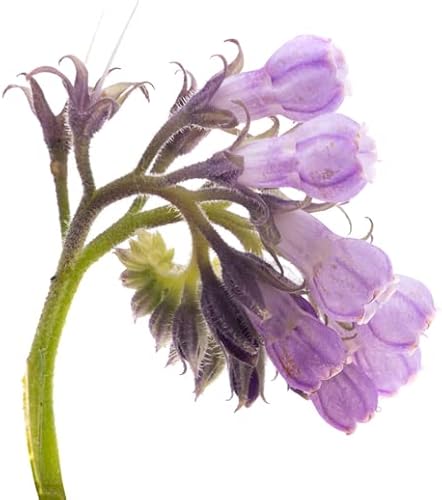 Miniatura 3 de Semillas de consuelda verdadera para plantar (Symphytum officinale) sin OMG, reliquia, fabricadas en Estados Unidos (50 semillas)