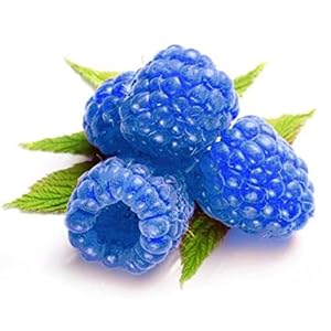 Haloppe 1000Pcs Raspberry Fruit Seeds for Home Garden Planting, Raspberry Seeds Framberry Delicious Fruit Home Garden Yard Farm Plant Blauw