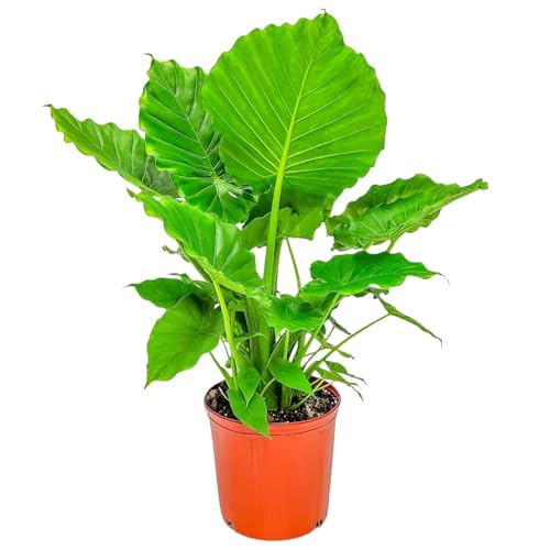 Tropical Plants of Florida Alocasia California Live Plant 3 Gallon 10 Inch Nursery Pot, 26 to 32...