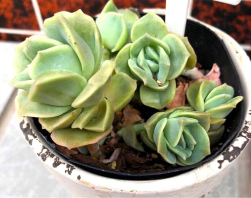 多肉植物 ラブリーローズ」の人気商品一覧 | 安い商品を通販サイトから