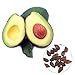 Produktbild Vobome 10 teile/beutel Avocado Samen Bonsai Grün Obst Samen Garten Persea Americana Samen Blumensamen