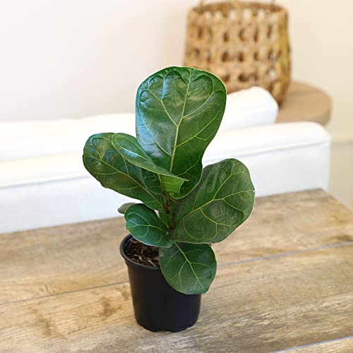 Ficus Lyrata Fiddle Leaf Fig Plant, House Plants Indoors Live Ficus Tree Live Plant, Fig Trees Live Plants Indoor Plants Live Houseplants Fig Plants Live In Planter Pot In Soil Mix By Plants For Pets #TOP3