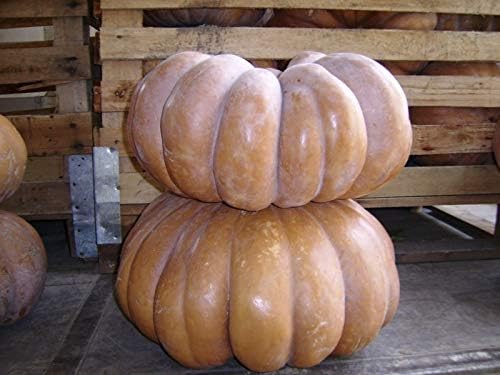 Miniatura 3 de Semillas Calabaza Musquee De Provence Muscat Gigante Heirloom Vegetal Sin OGM